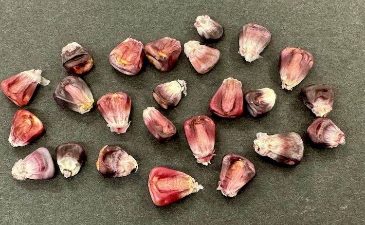 Nitrogen Fixing Corn Seeds, Red